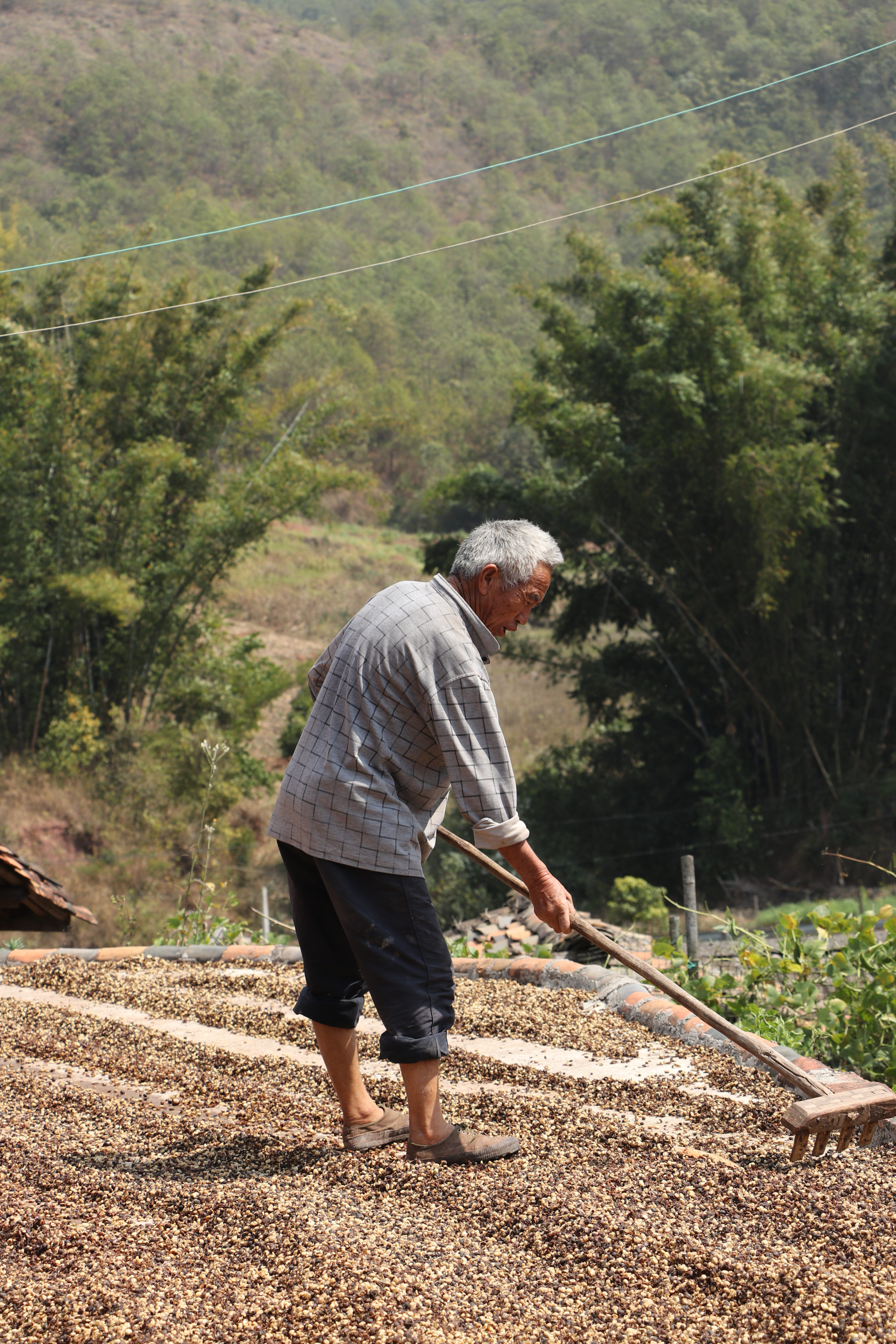 Coffee producer raking drying beans on a raised bed